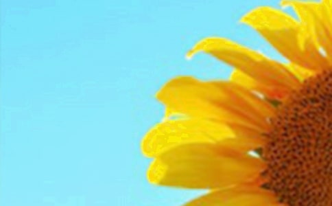 【精华】向日葵的观察日记4篇