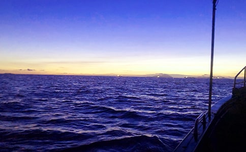 胖大海的作文精华(9篇)