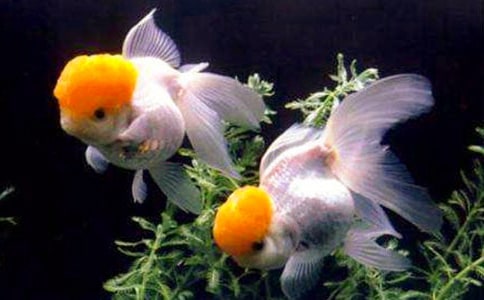 【精选】金鱼的作文600字8篇