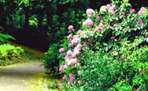 【精选】花园写景的作文汇总7篇