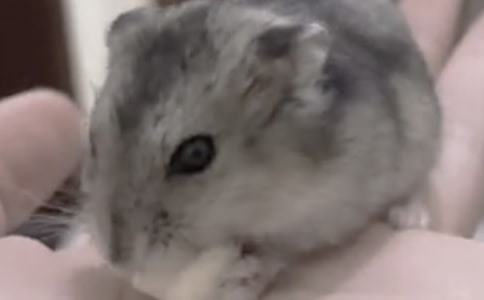 【实用】仓鼠观察日记3篇