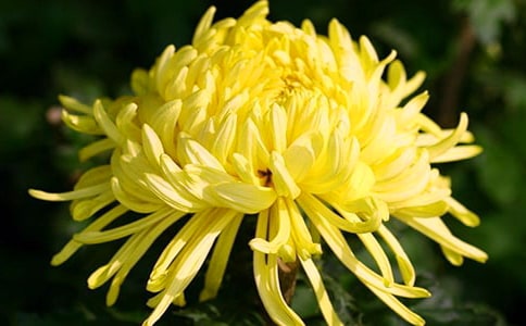 写菊花作文7篇(合集)