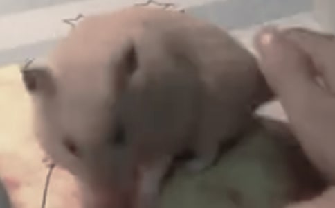 仓鼠观察日记四篇