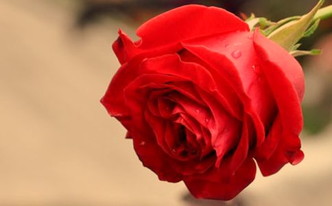 （必备）玫瑰的作文300字8篇