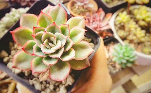 多肉观察日记5篇