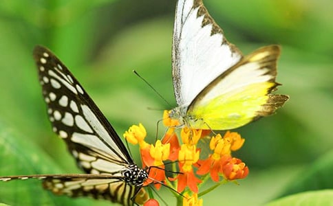 蝴蝶的作文优选(10篇)