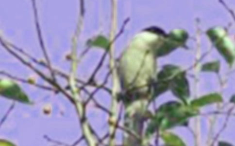 小鸟作文【经典3篇】