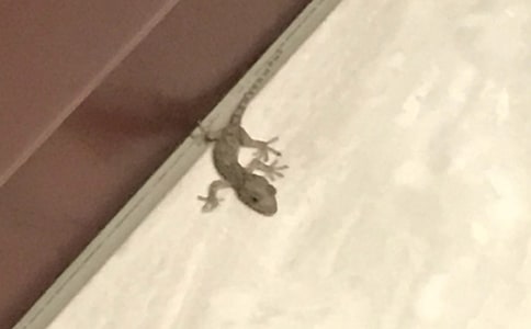 精选发现壁虎的作文300字三篇