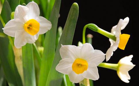 (热)水仙观察日记15篇