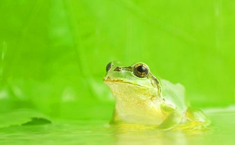 【精选】三年级青蛙的作文300字四篇