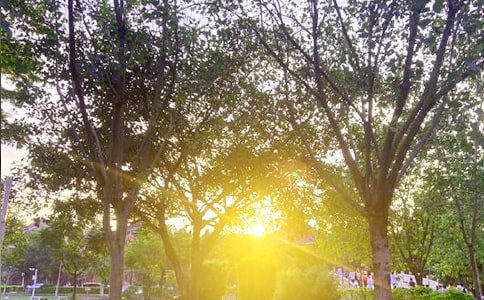 简洁的适合早上发的早安微信问候语35句