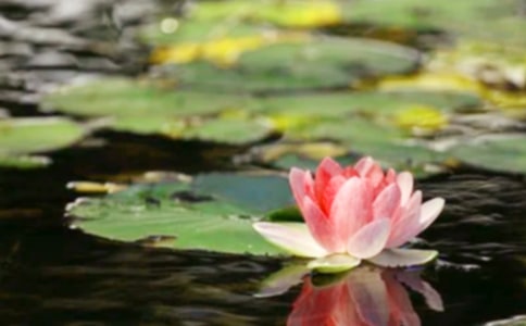 和平作文300字7篇【优】