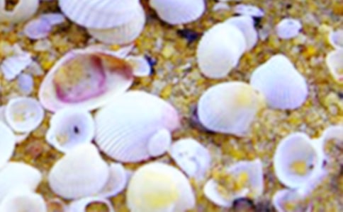 贝壳作文(优秀6篇)