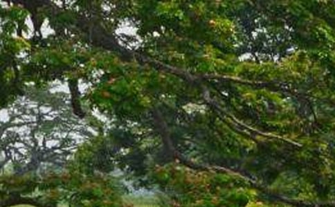 【必备】白杨树作文10篇