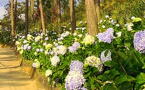 【实用】花园写景的作文汇总五篇