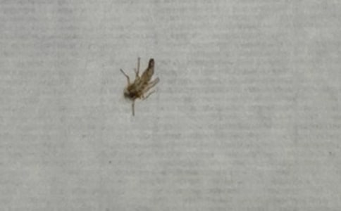 给蚊子的一封信(集合15篇)