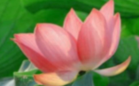 (优秀)实用的家乡的荷花作文