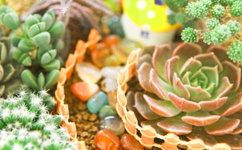 【精品】多肉观察日记4篇