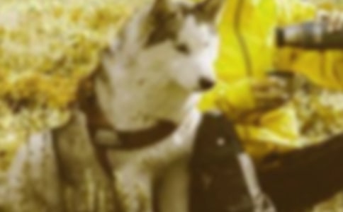 与动物和谐相处作文(优秀3篇)