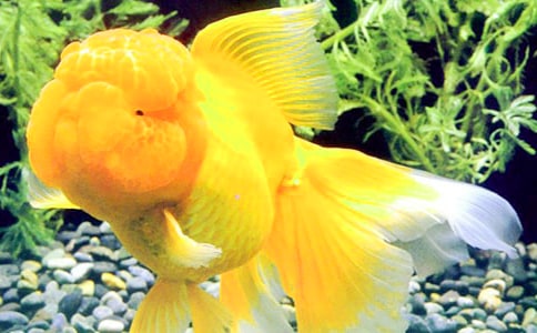 关于四年级金鱼作文300字锦集5篇