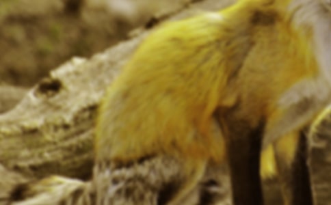 狐狸开店作文400字（集合）