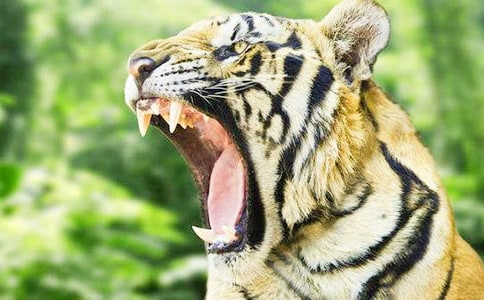 老虎童话作文300字(精选)