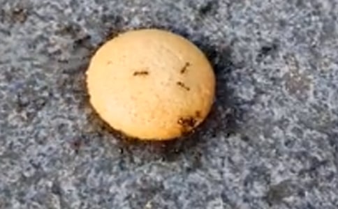 观察蚂蚁作文大全(4篇)