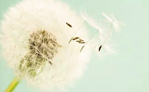 蒲公英作文经典（10篇）