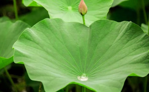 写荷叶的作文400字