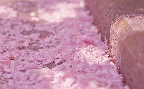 樱花作文（必备）