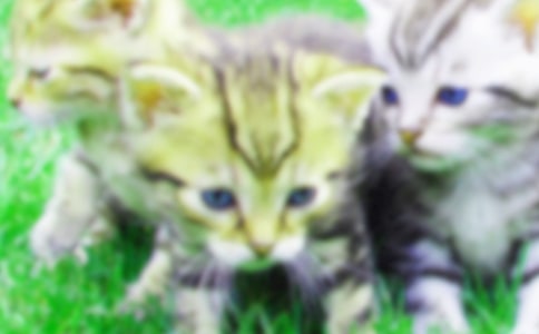 有关描写小猫作文300字5篇