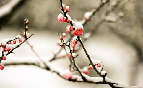 （集合）雪中的梅花作文