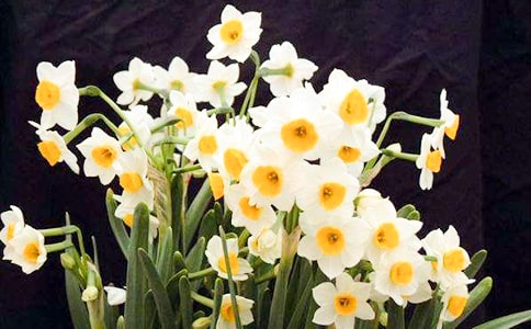 有关水仙花观察日记汇编五篇