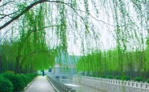 家乡的柳树作文400字