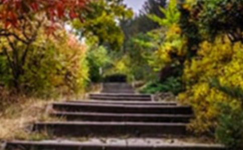 【热门】花园写景的作文300字四篇