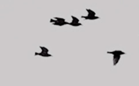 救小鸟作文汇总【3篇】