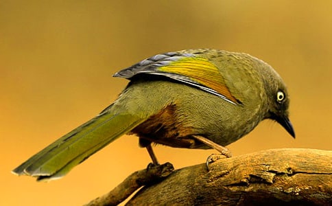 小鸟的作文[精华3篇]