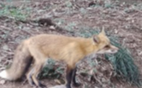 续写狐狸和乌鸦作文[通用3篇]