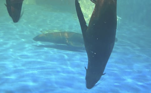 （合集）海洋公园作文5篇