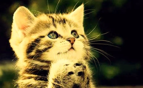 实用的观察小猫作文合集10篇