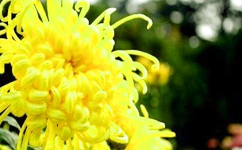 菊花的作文400字通用[4篇]