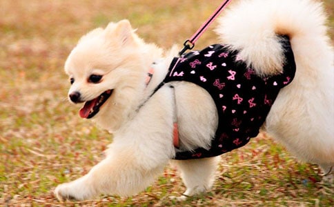 【精华】观察小狗作文合集6篇