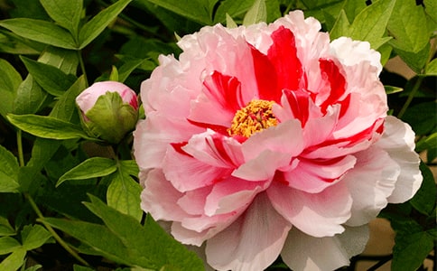 精选三年级牡丹作文汇总6篇