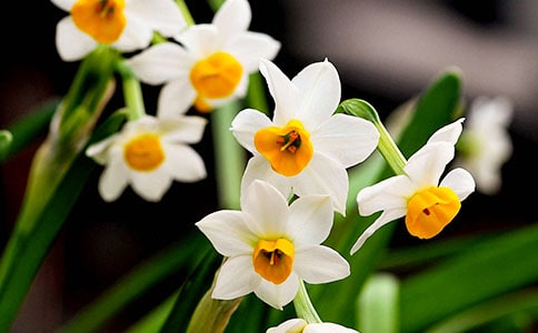 有关水仙花观察日记锦集5篇