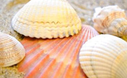 贝壳作文（合集8篇）