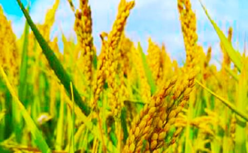 (通用)秋收的作文400字3篇