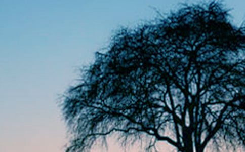 大树作文400字4篇【精华】