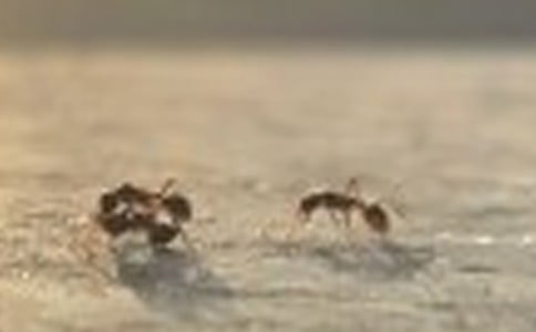 蚂蚁的作文7篇（经典）