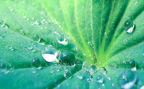 实用的荷叶启示作文