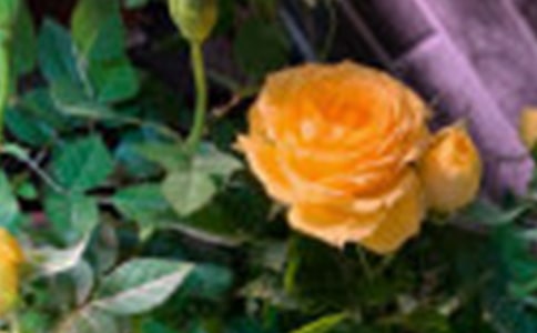 玫瑰的作文600字(精选7篇)